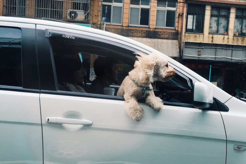 Hund genießt am offenen Fenster die Autofahrt
